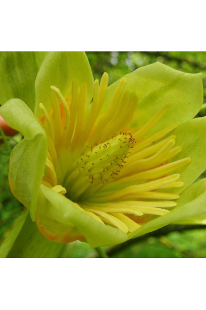 Квітка Тюльпанового дерева